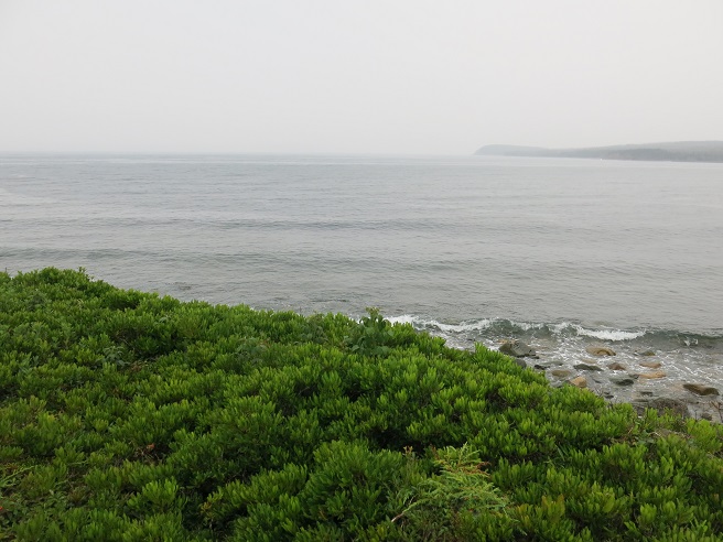 the East Jeddore headlands, green bay bushes and slate grey ocean